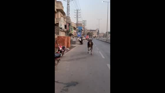 Motorbike chase: Lahore's runaway cow pursuit