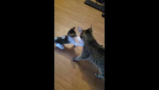 Pet cats play tug of war over wrap in San Fernando, Argentina