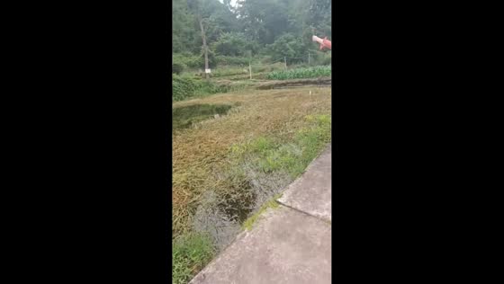 Sneaky cat steals fish from bucket in Guizhou, China