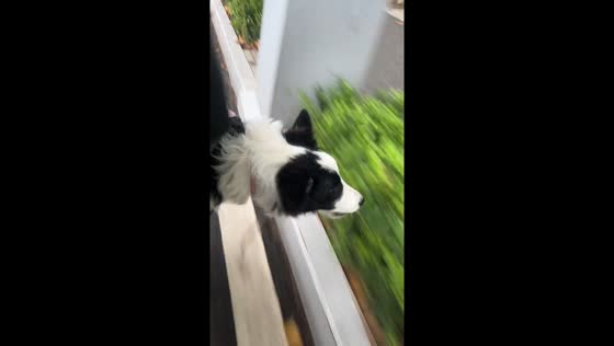 Playful Border Collie bumps head while riding motorcycle in Henan, China