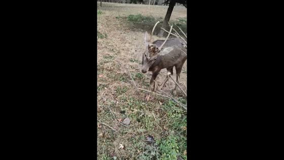 Unexpected encounter with a Sambar deer in Zhejiang, China