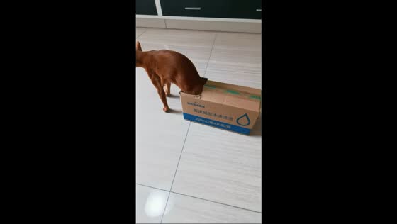 Playful cats take turns exploring a box in Beijing, China