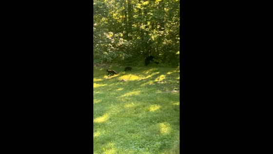 3 bear cubs play under watchful eye of mother in Milaca, Minnesota
