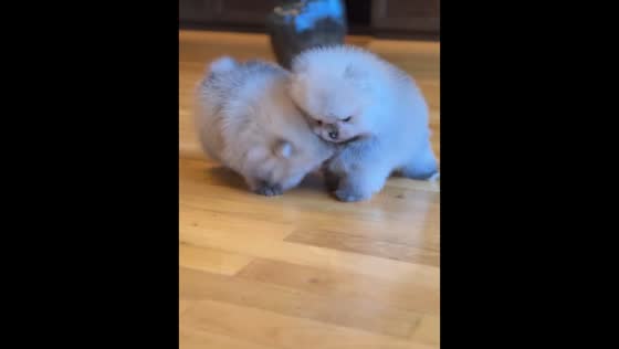 Playful Pomeranians Mila and Bella bump into each other in Bocksdorf, Austria