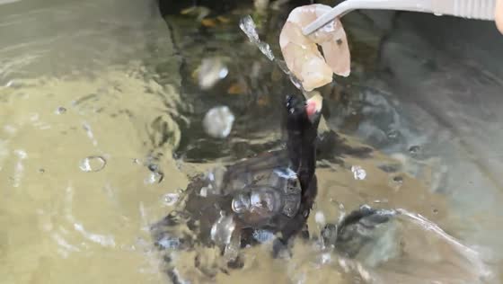 Little turtle excitedly chases shrimp in Guangdong, China