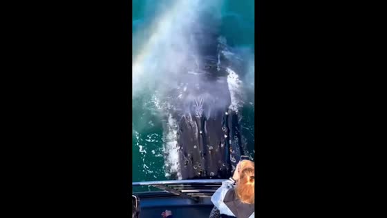Rare whale encounter in Morro Bay, California