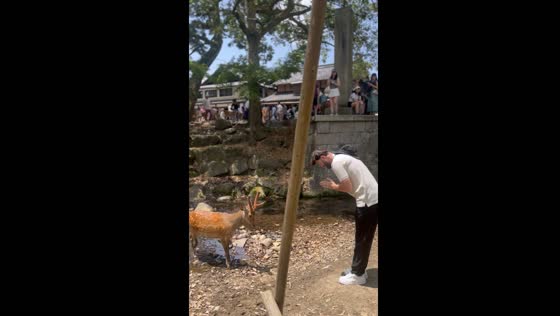 Bow and feed: human-deer interaction at Nara Park