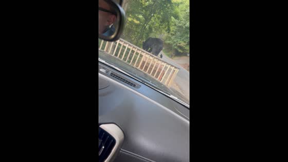 Close encounter: black bears climb fence and roam roads in Gatlinburg, Tennessee