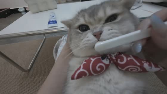 Cat calmly gets its teeth brushed in Guangdong, China