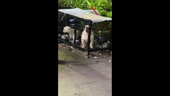 Pug's funny hoarse barking, in Guangdong, China