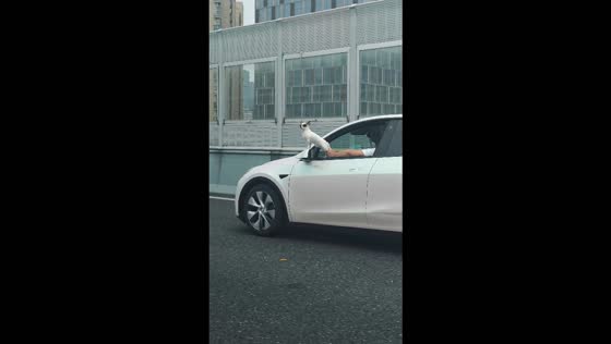 Small dog rides on a moving Tesla’s side mirror in Zhejiang, China