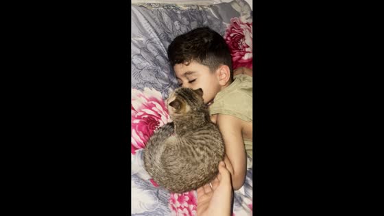Clingy cat refuses to leave child’s side in Bandar Anzali, Iran