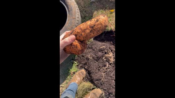 Unusually large and oddly shaped potato found in Alabama, USA