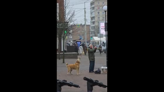 Street musician and dog perform duet in Kaliningrad, Russia