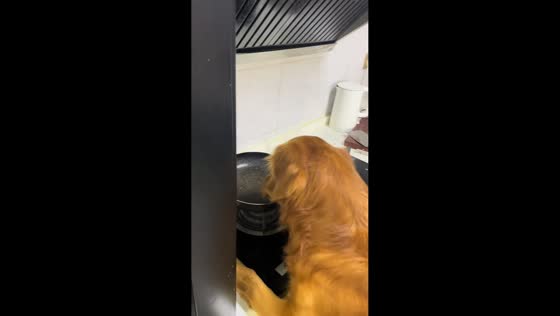 Golden retriever caught licking pan on stove in Chongqing, China