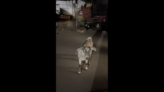 Goat hops around and stands on two feet while making sounds in Shandong, China