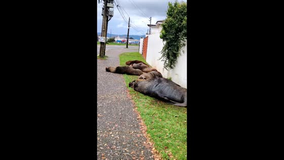 Sea lions resting on sidewalk in Valdivia
