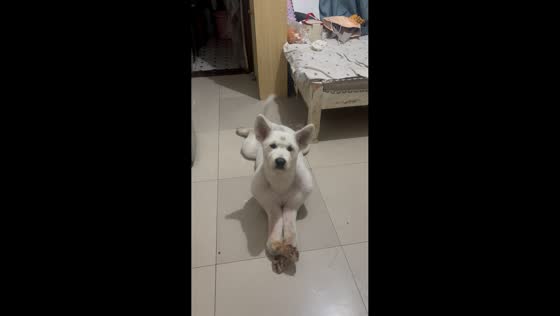 Dog relaxes in adorable sploot position in Zhejiang, China