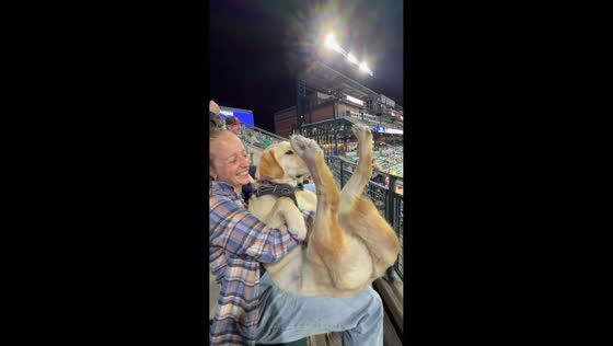 Labrador sits upright with its feet in the air while watching a match in Denver, USA