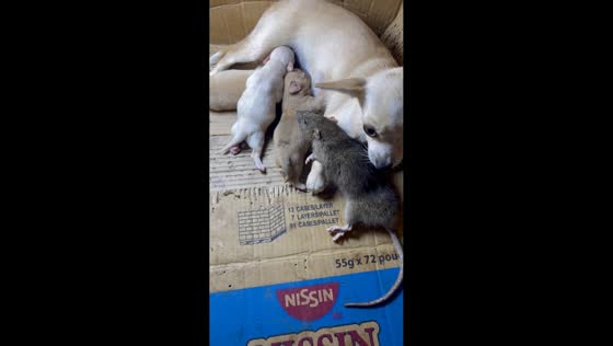 Dog adopts rat beside its puppies in Cabanatuan, Philippines