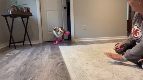 Dog walks funny in rain boots, Overland Park USA
