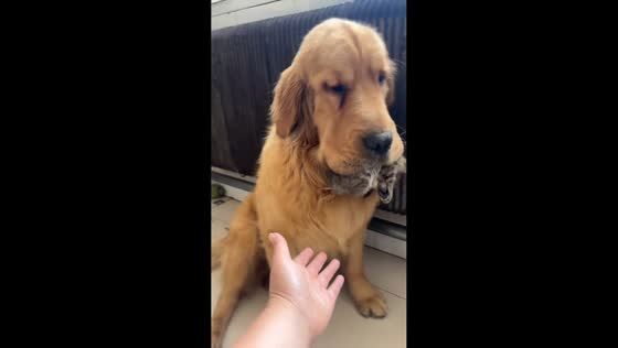 Golden retriever gently carries cat in playful moment in Heilongjiang, China