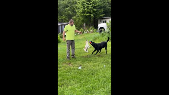 Dogs play tug-of-war outdoors in Cloverdale, Oregon, USA