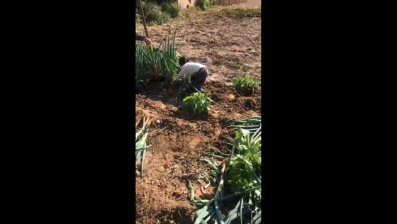 Girl falls backward while harvesting green onions in Hebei, China