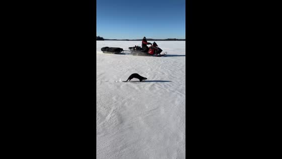 Playful otter slides across frozen lake in Ontario, Canada