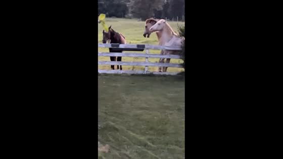 Horseplay gone awry: Midace's collision causes fence break in Wild Rose, Wisconsin