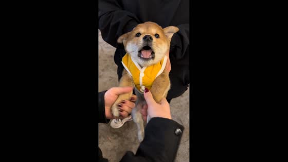 Puppy adorably barks with each foot squeeze in Sichuan, China