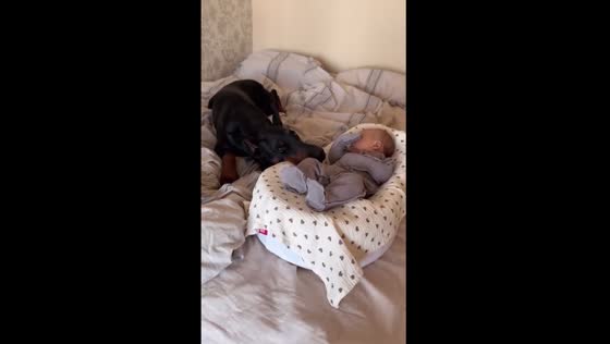 Dog keeps watch over sleeping baby in Moscow