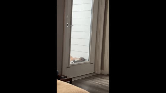 Two cats play-fight outside doorway as owner watches through glass in Florida, USA
