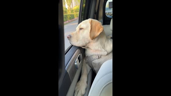 Dog surprises owner by opening car window in Hebei, China
