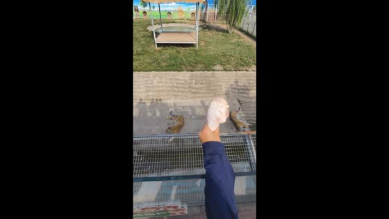 Child accidentally hits tiger with food at wildlife park in Shandong, China
