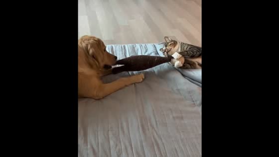 Cat and dog fight for toy in South Korea 
