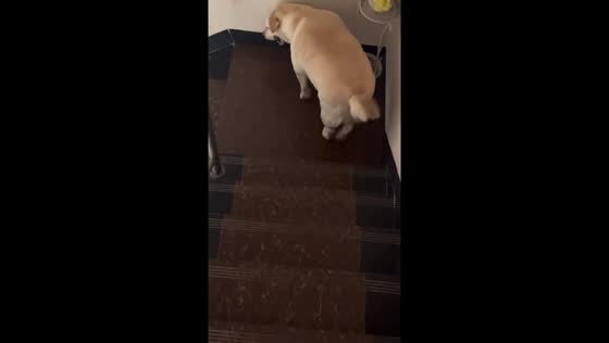 Overweight Labrador carefully walks down stairs in Guangdong, China