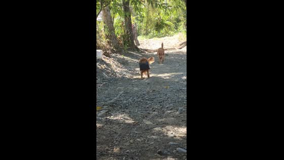 Golden delivery! Kiat-Kiat the retriever fetches a package 