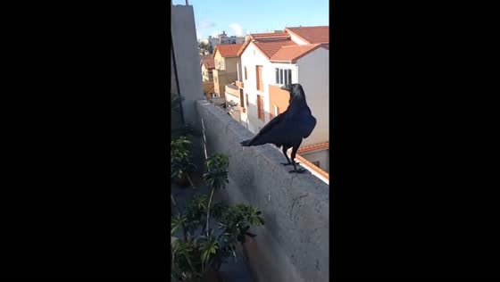 Algerian raven takes flight: a homebird's soaring freedom