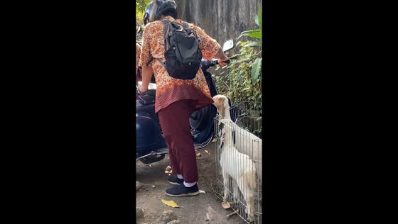Unsuspecting biker's shirt snack: goat's hilarious hijinks caught on camera in Sidoarjo Regency