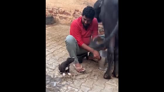 Person milks buffalo directly into puppy's mouth in Haryana
