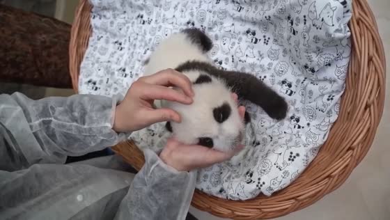 First giant panda cub in Russian history born in Moscow zoo