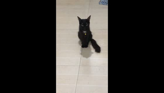 Cat critiques partner's singing: hilarious moment caught on camera!