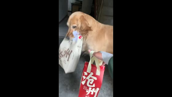 Golden retriever excitedly receives food delivery in Hebei, China