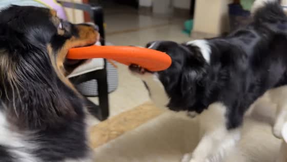 Two dogs engage in spirited frisbee tug-of-war in Jilin, China