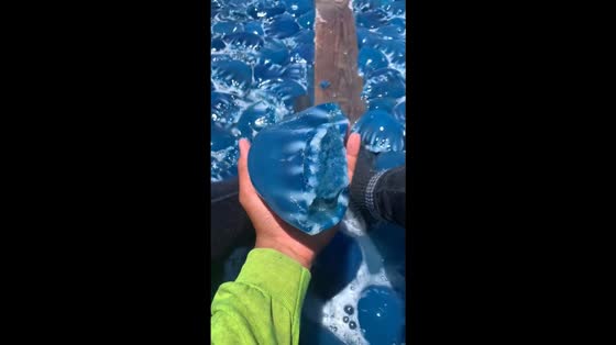 Boat overflowing with blue jellyfish in Sahuaro, Sonora, Mexico