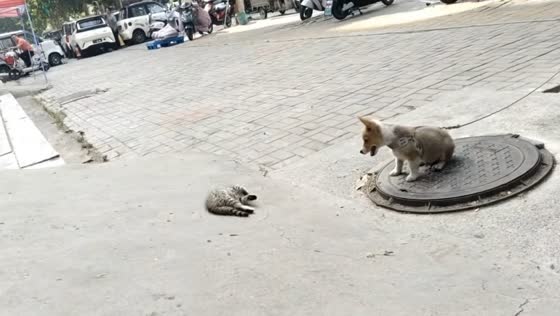 Kitten playfully teases tied-up puppy in Hubei, China