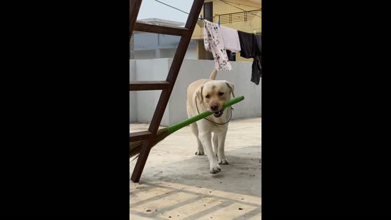 Dog plays joyfully with broom in Phagwara, Punjab, India