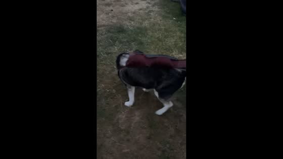 Woman improvises dog leash with bra during walk in Towyn, Wales, UK