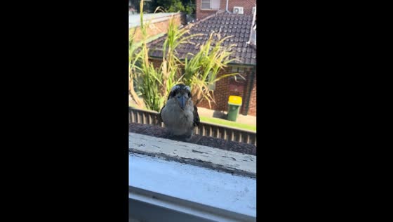 Surprise visit: kookaburra knocks on window in Sydney, gets treated to a snack